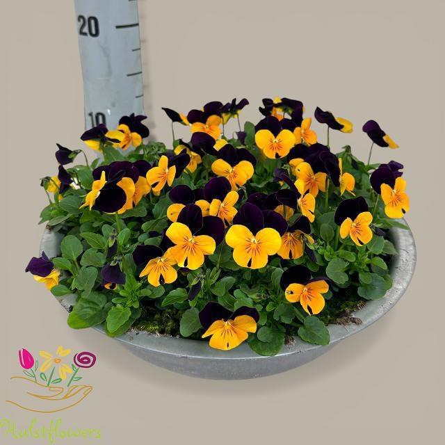 <h4>VIO CO SOR XP ORA JU</h4>