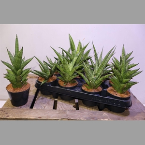 Sansev Cylindrica Ov