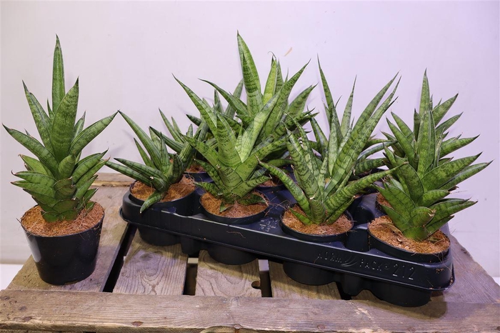 Sansev Cylindrica Ov