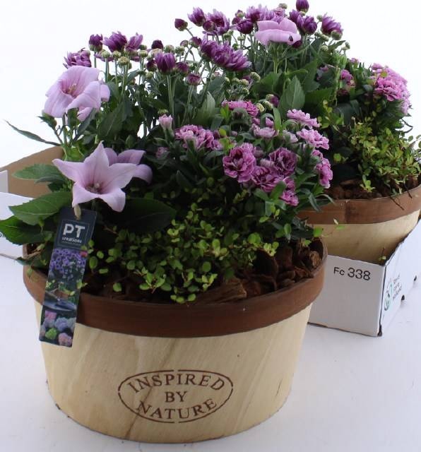 <h4>ARR TUINPLANTEN</h4>