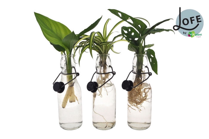 <h4>Planten  ..mix</h4>