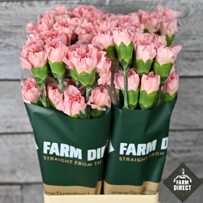 <h4>DI ST ETERNAL LOVE</h4>