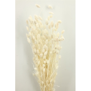 Dried Phalaris Bleached 175gr Bunch