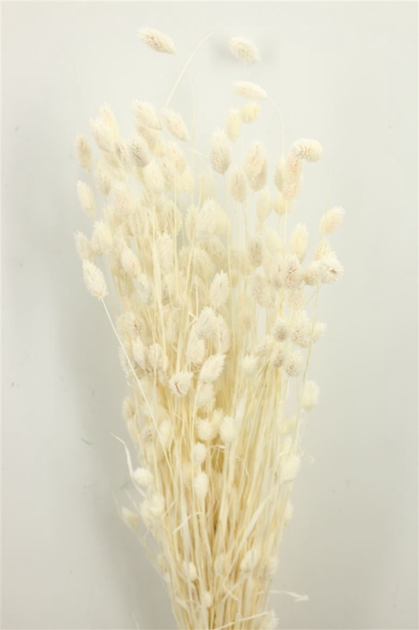 <h4>Dried Phalaris Bleached 175gr Bunch</h4>