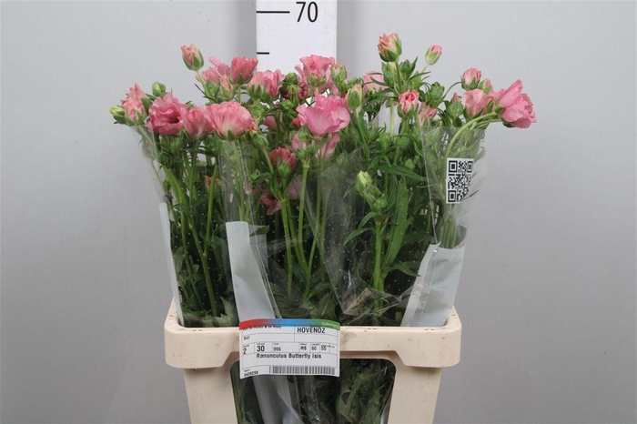 <h4>Ran Butterfly Isis</h4>