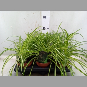Chlorophytum  'Atlantic'