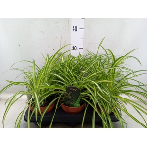 Chlorophytum  'Atlantic'