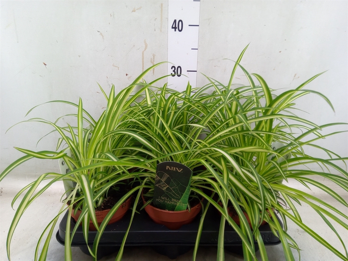<h4>Chlorophytum  'Atlantic'</h4>