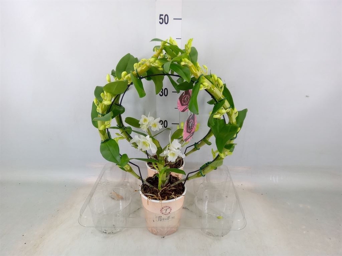 <h4>Dendrobium nob. 'StarCla Apollon'</h4>