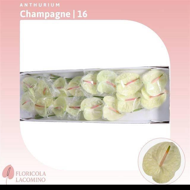 <h4>ANTH A CHAMPAGNE</h4>