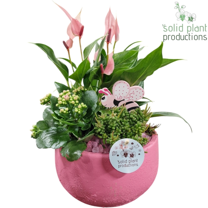 <h4>AT033 Esra Small Pink Anthurium</h4>
