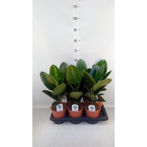 Ficus elastica 'Robusta'