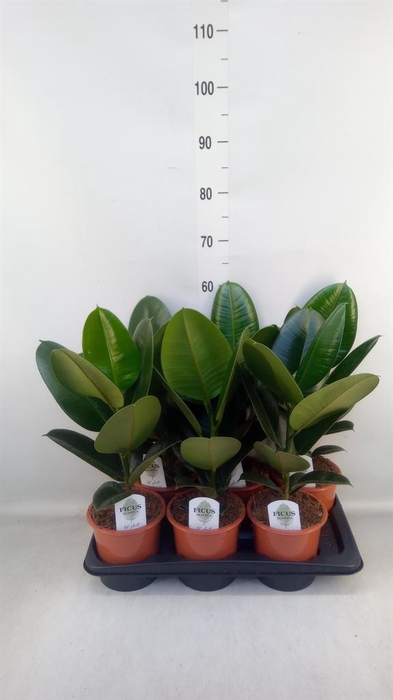 <h4>Ficus elastica 'Robusta'</h4>