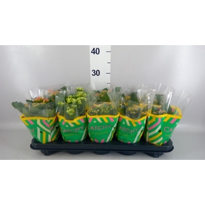 Kalanchoe blos. ..rosebud mix 5