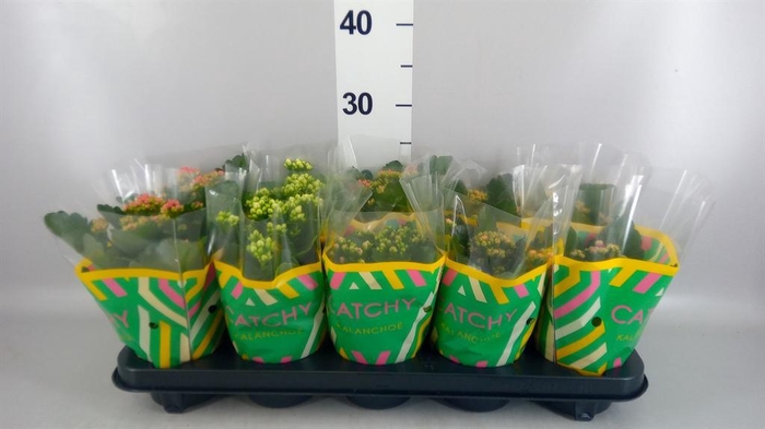 <h4>Kalanchoe blos.   ..rosebud mix  5</h4>