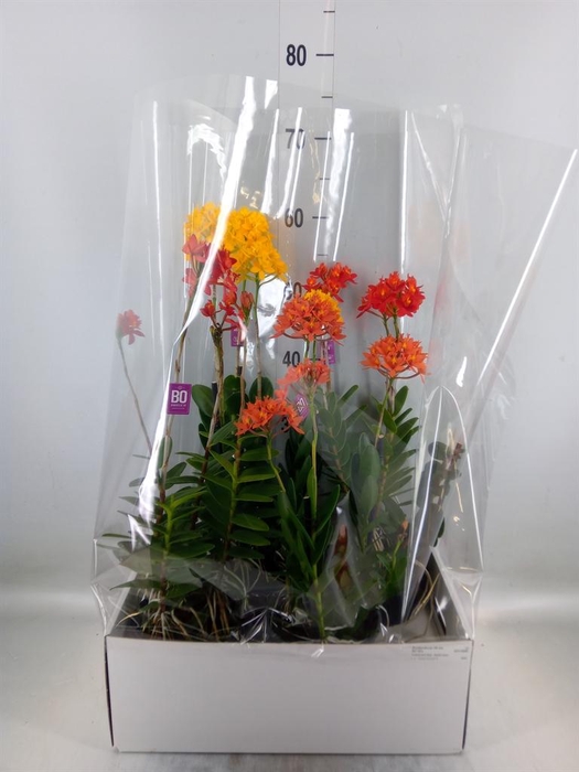 <h4>Epidendrum   ...</h4>