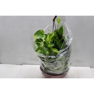 JIBOIA VERDE C21 PENDENTE