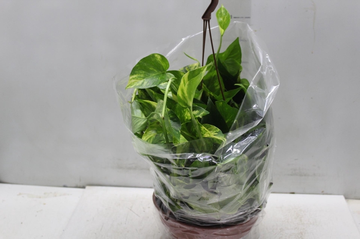 <h4>JIBOIA VERDE C21 PENDENTE</h4>