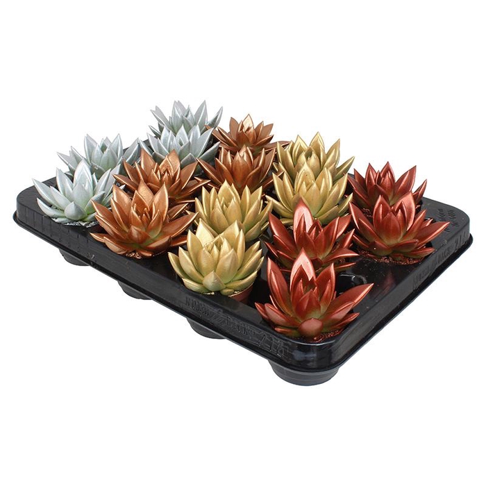 <h4>Miranda coloured Xmas mix metal free</h4>