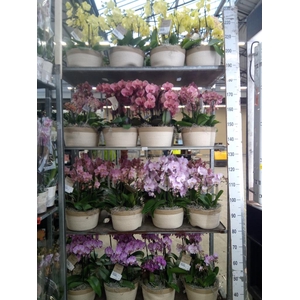 Phalaenopsis   ...mix