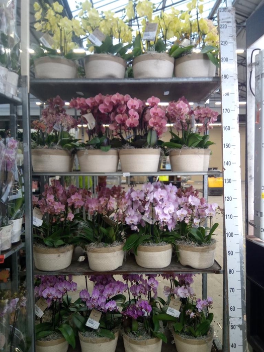 <h4>Phalaenopsis   ...mix</h4>