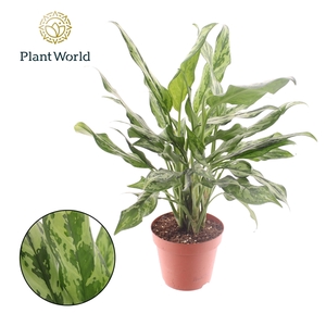 Aglaonema Juliette