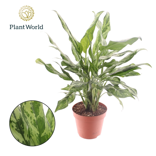 <h4>Aglaonema Juliette</h4>