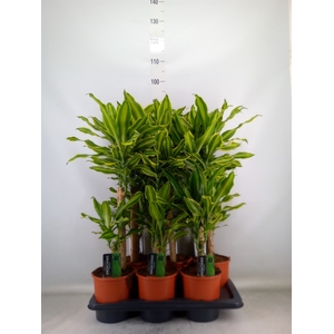 Dracaena frag. 'Golden Queen'
