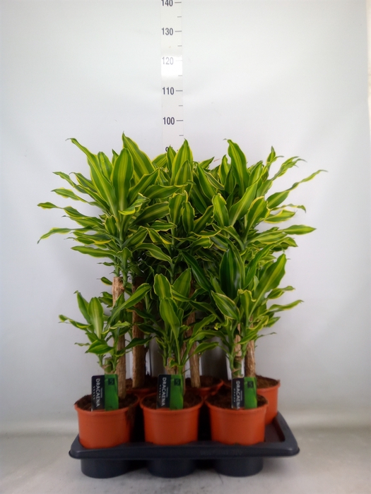 <h4>Dracaena frag. 'Golden Queen'</h4>