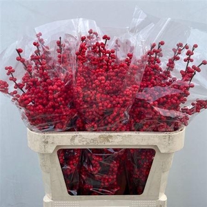 Ilex Ve Rode Bes 80cm