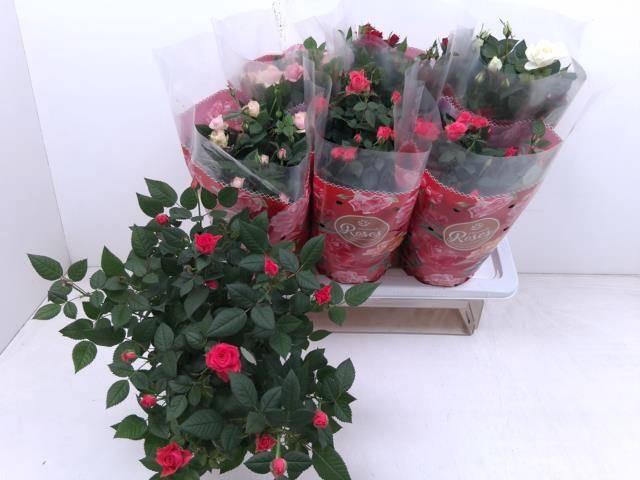 <h4>RO FAV RO GEM 4 SRT</h4>