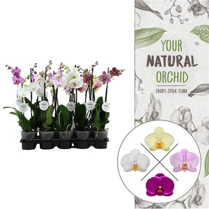 Your Natural Orchid | Mix 50cm | Phalaenopsis 1 spike