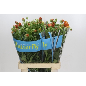 Ranunculus Butterfly Minoan