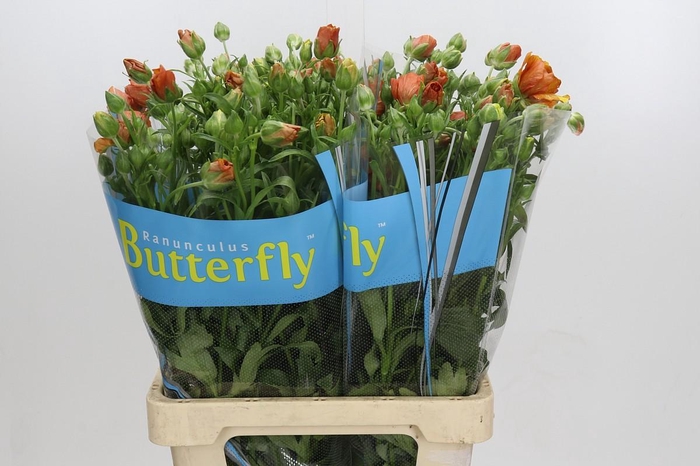 <h4>Ranunculus Butterfly Minoan</h4>
