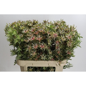 Leucadendron Ayoba Star Pearl