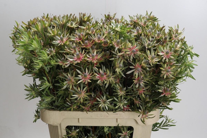 Leucadendron Ayoba Star Pearl