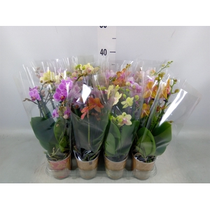 Phalaenopsis multi.   ...