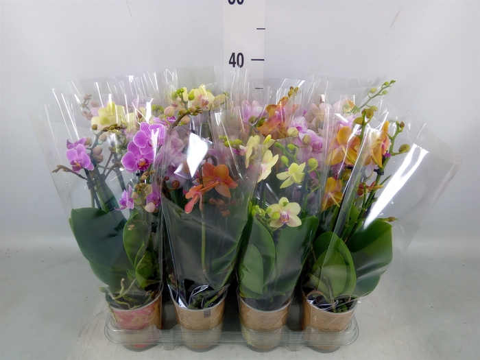 <h4>Phalaenopsis multi.   ...</h4>