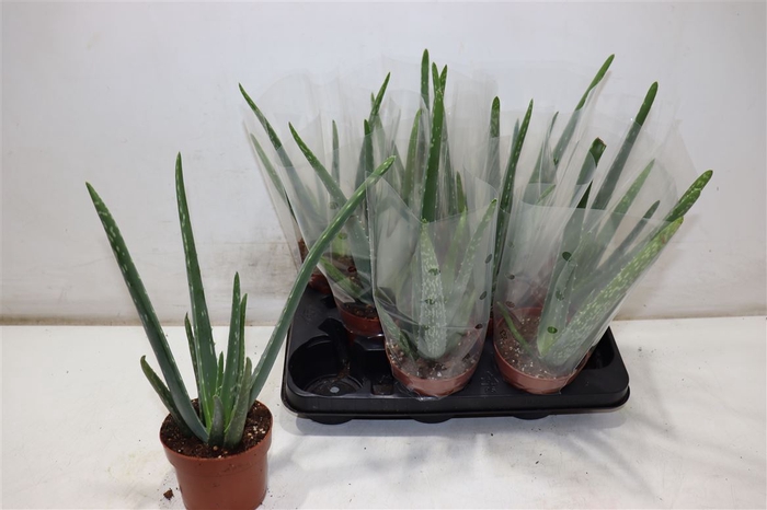 <h4>Aloe Vera</h4>