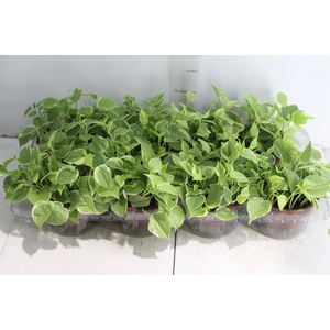 PEPEROMIA SCANDENS C13