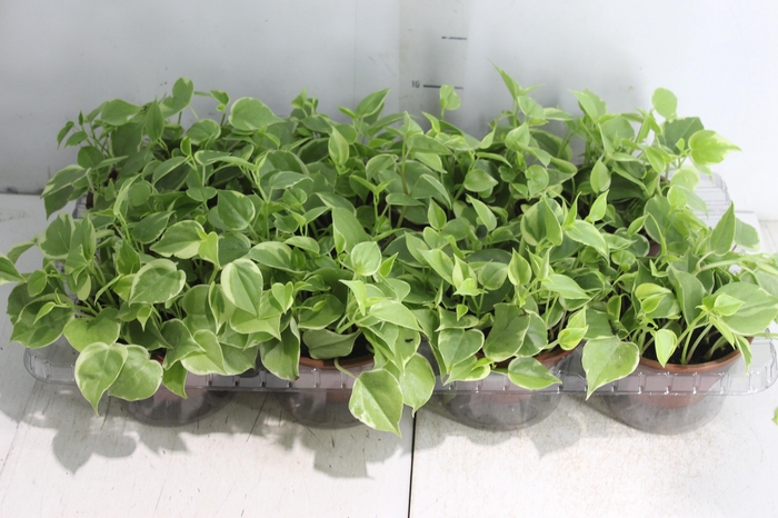 <h4>PEPEROMIA SCANDENS C13</h4>