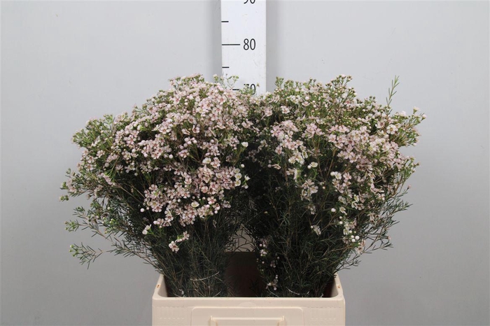 <h4>Chame Un Jupiter Sol</h4>