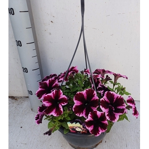 PET GO!TUNIA CO PINK