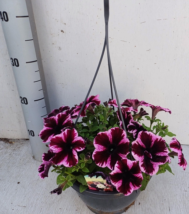 <h4>PET GO!TUNIA CO PINK</h4>