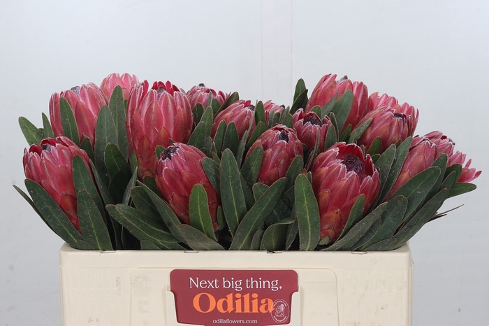 <h4>Protea Red Ice</h4>