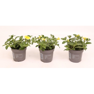 Petunia Bee's Knees Yellow