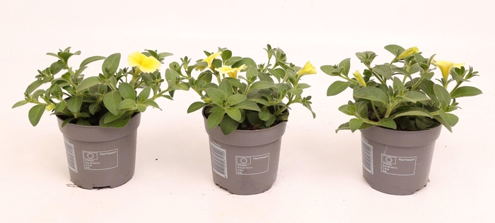 <h4>Petunia Bee's Knees Yellow</h4>