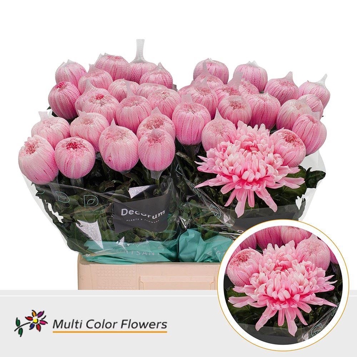 <h4>Chrysanthemum PL 'Antonov'  .col H%</h4>