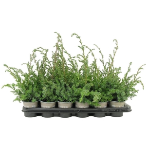 Juniperus chinensis Blue Alps