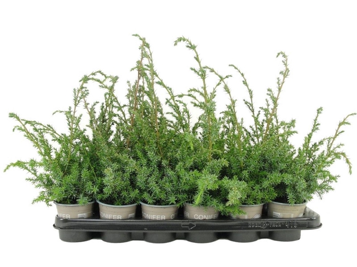 <h4>Juniperus chinensis Blue Alps</h4>